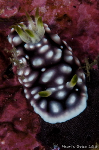 Chromodoris by Henrik Gram Rasmussen 